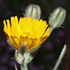 Crepis aculeata