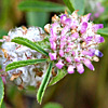 Trifolium tomentosum