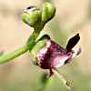 Scrophularia peyronii