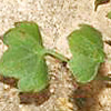 Saxifraga hederacea