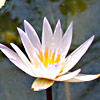 Nymphaea caerulea