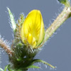 Medicago truncatula