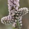 Psylliostachys spicata