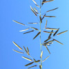 Eragrostis  barrelieri