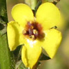 Verbascum gaillardotii