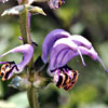 Salvia indica