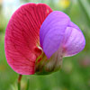 Lathyrus clymenum