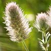 Trifolium arvense