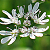 Coriandrum sativum