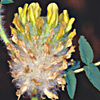 Astragalus oocephalus