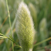 Polypogon monspeliensis