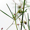 Galium setaceum