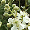 Rubus canescens