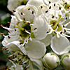 Crataegus  azarolus