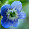 Veronica arvensis