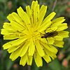 Crepis reuteriana