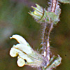 Salvia ceratophylla