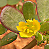 Portulaca oleracea