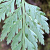 Asplenium onopteris