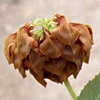 Trifolium boissieri