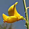 Gonocytisus pterocladus