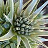 Eryngium glomeratum