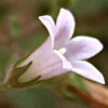 Campanula damascena