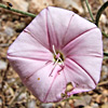 Convolvulus cantabrica