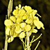 Brassica nigra