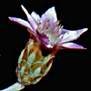 Xeranthemum cylindraceum