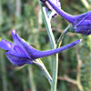 Delphinium peregrinum