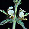 Teucrium spinosum