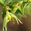 Euphorbia exigua