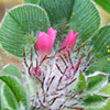 Trifolium pauciflorum