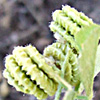 Medicago rugosa