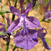 Teucrium procerum