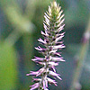 Achyranthes aspera