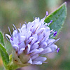 Cephalaria syriaca