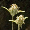 Plantago arenaria