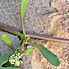 Lepidium aucheri