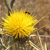 Centaurea verutum