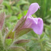 Salvia rubifolia