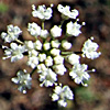 Pimpinella peregrina