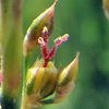 Juncus subulatus