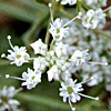 Pimpinella corymbosa