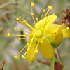 Hypericum triquetrifolium