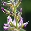 Glycyrrhiza glabra