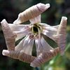 Silene swertiifolia