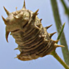 Medicago littoralis