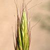 Bromus alopecuros